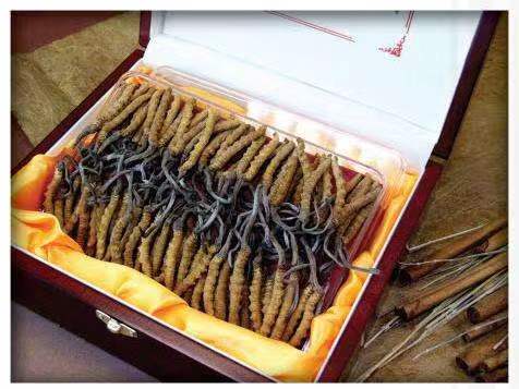 图木舒克冬虫夏草回收